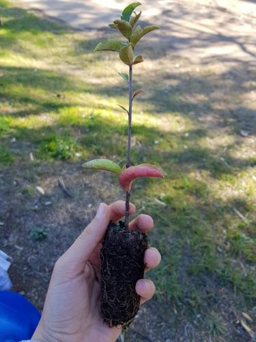 tree day 2