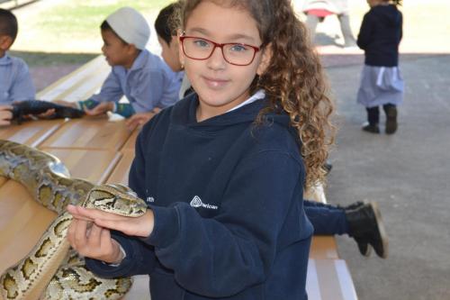 2018 Reptile Park Incursion